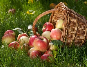cueillette-pommes