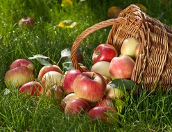 activite-nature-pommes