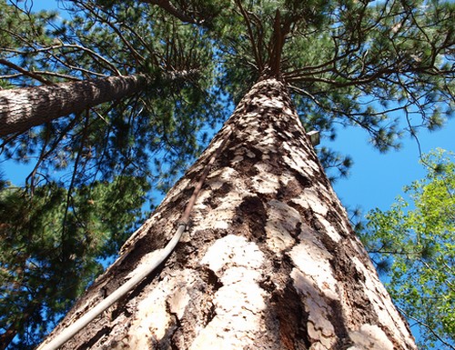 yosemite-sequoia