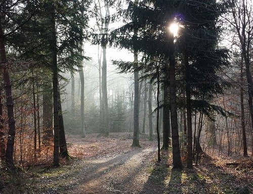 En forêt