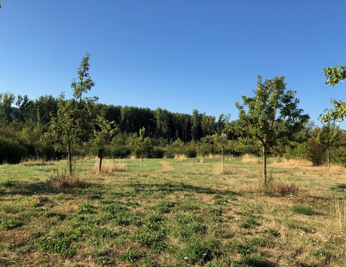 “Den Apel” – La pomme