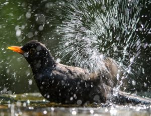 Aidez les animaux à mieux supporter la chaleur