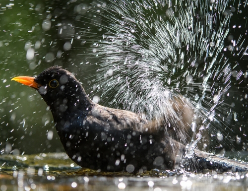 Aider les oiseaux en période de canicule
