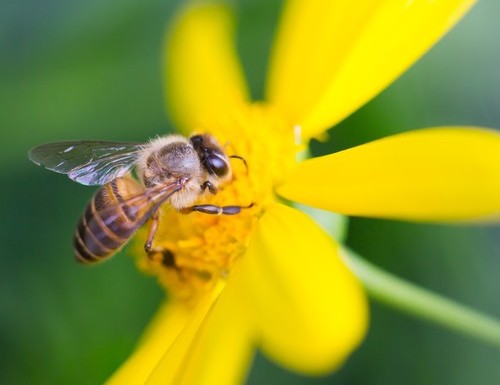 Abeilles, miel et cie