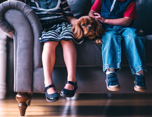 Accueillir un chien à la maison? Oui mais…