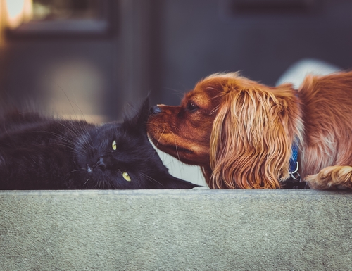 Accueillir un animal de compagnie dans la famille…
