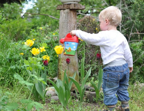 De si jolies plantes et fleurs… toxiques?