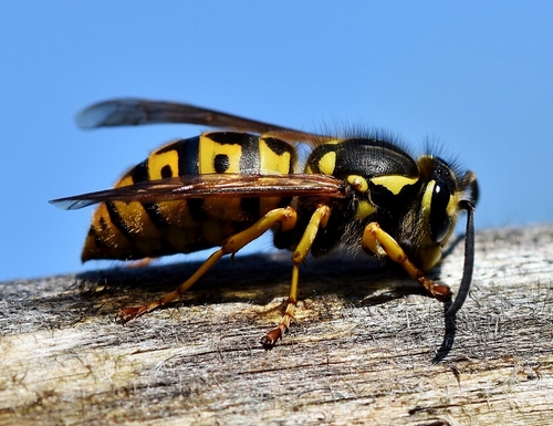 Piqûre d’abeille ou de guêpe…