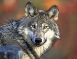 Wolfspark Werner Freund