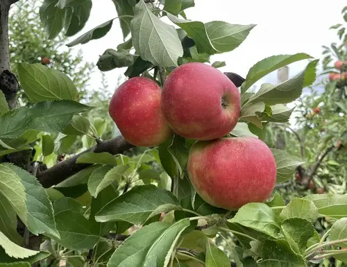 Cueillette des pommes