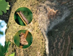 Processionnaire du chêne: Soyez vigilants