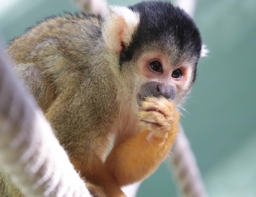 Zoo Saarbrücken