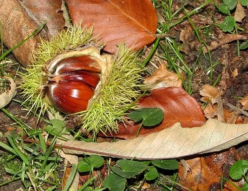 Marrons et châtaignes… à ne pas confondre!