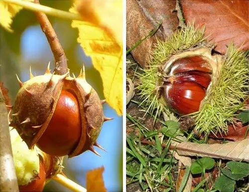 Marrons et châtaignes… à ne pas confondre!