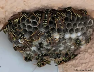 Guêpes: 3 conseils pour empêcher qu’elles s’installent…