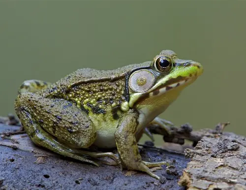 Grenouilles, crapauds, tétards et cie…