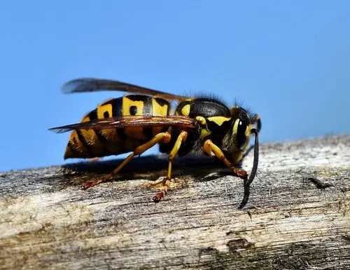 Guêpes: Amies ou ennemies?