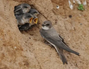 L’oiseau de l’ année est…