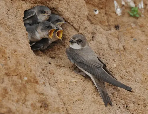 L’oiseau de l’ année est…