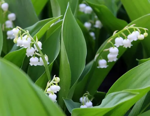 Muguet