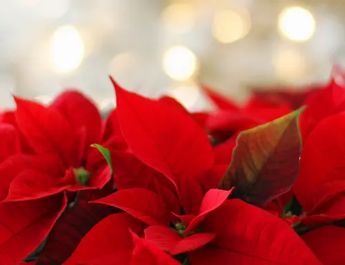 Poinsettia, l’étoile de Noël