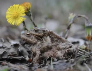 Migration des crapauds: Prudence…
