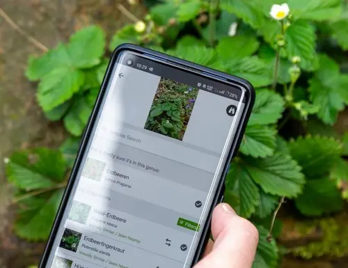 City Nature Challenge 2026