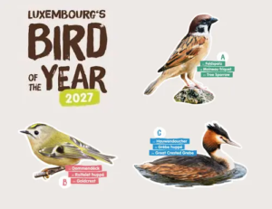 Votez pour élire l’oiseau de l’année 2027 !