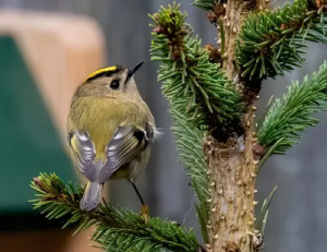 Oiseau de l’année 2027 : Le gagnant est…